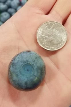 Titan Blueberry - 6 Pack Of 1 Gallon Pots