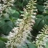 White Bottlebrush Buckeye - Aesculus Parviflora - 3 Gallon Pot