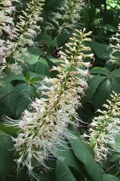 White Bottlebrush Buckeye - Aesculus Parviflora - 3 Gallon Pot