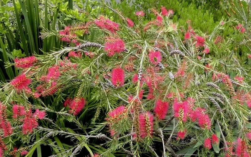 Woodlanders Cold Hardy Red Bottlebrush - Callistemon - 1 Gallon Pot - Image 4