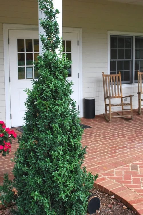 Dee Runk Columnar Boxwood - 6 Pack Of 1 Gallon Pots
