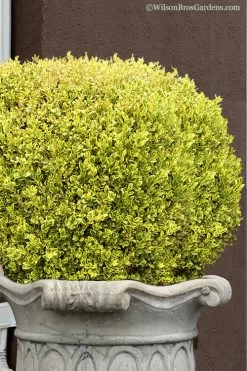 Golden Triumph Variegated Dwarf Boxwood - 3 Gallon Pot