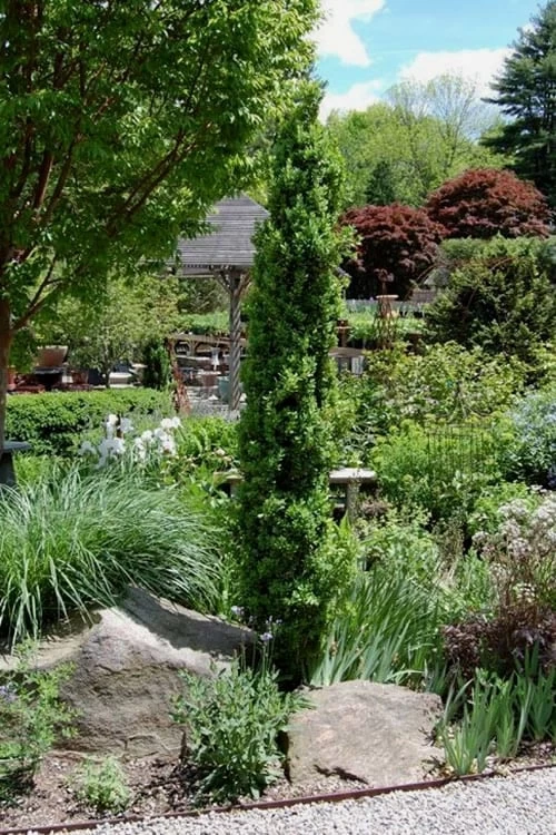 Graham Blandy Columnar Boxwood - 1 Gallon Pot - Image 4