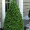 Green Mountain Boxwood - 2.5 Quart Pot