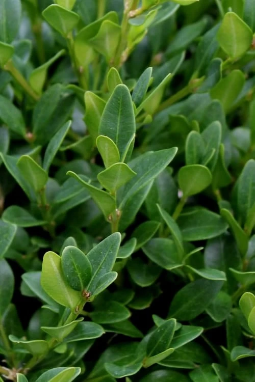 Green Velvet Boxwood - 1 Gallon Pot - Image 6