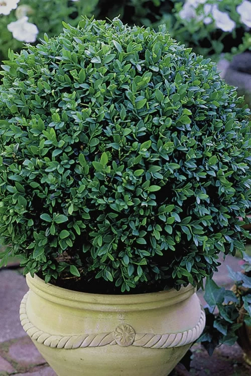 Green Velvet Boxwood - 6 Pack Of 1 Gallon Pots - Image 5