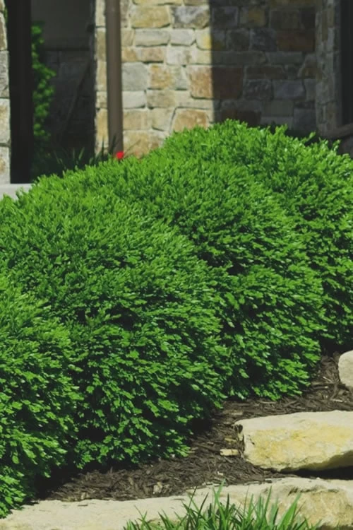 Green Velvet Boxwood - 6 Pack Of 1 Gallon Pots - Image 4