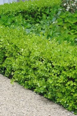 Japanese Boxwood (Buxus Microphylla) - 7 Gallon Pot