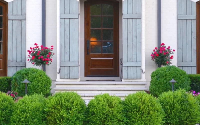 Japanese Boxwood - Buxus Microphylla - 6 Pack Of 1 Gallon Pots - Image 5