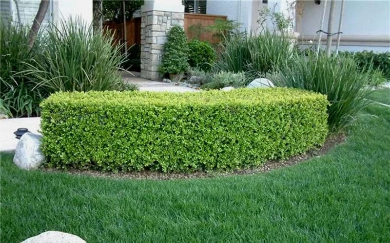 Japanese Boxwood - Buxus Microphylla - 6 Pack Of 1 Gallon Pots - Image 7