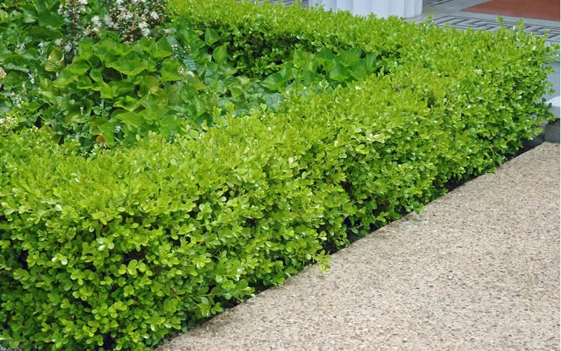 Japanese Boxwood - Buxus Microphylla - 6 Pack Of 1 Gallon Pots - Image 4