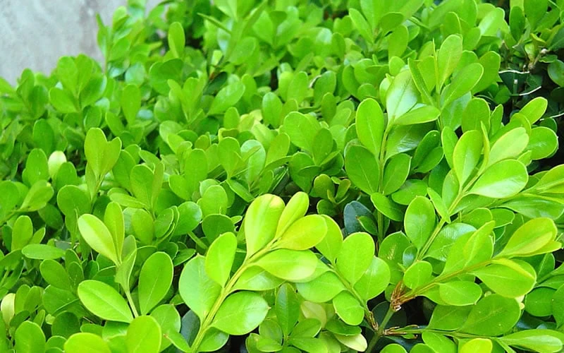 Japanese Boxwood - Buxus Microphylla - 6 Pack Of 1 Gallon Pots - Image 8