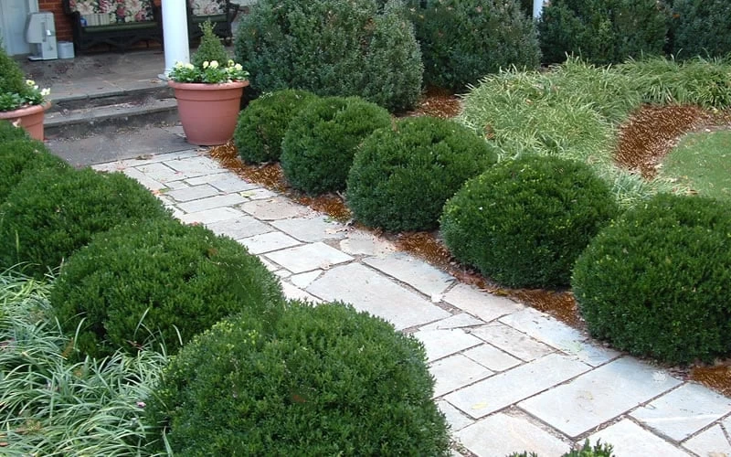 Justin Brouwers Dwarf Boxwood - 1 Gallon Pot - Image 4