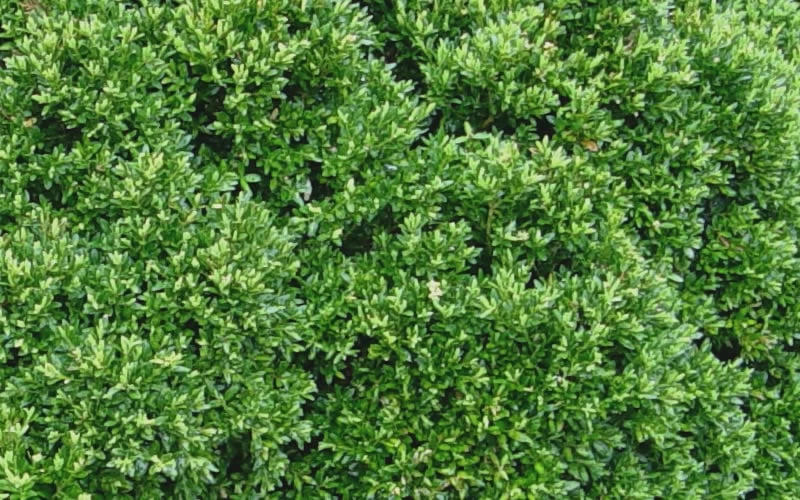 Justin Brouwers Dwarf Boxwood - 6 Pack Of 1 Gallon Pots - Image 5