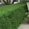 Wintergreen Boxwood - 1 Gallon Pot