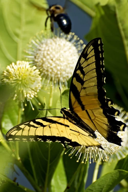 Fiber Optics Buttonbush (Cephalanthus Occidentalis 'Bailoptics') - 3 Gallon Pot - Image 3