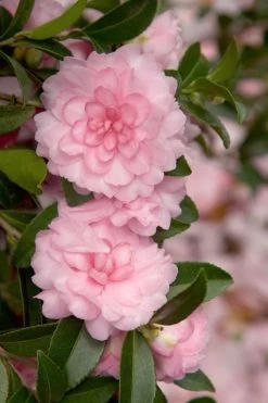 October Magic Pink Perplexion Camellia - 3 Gallon Pot