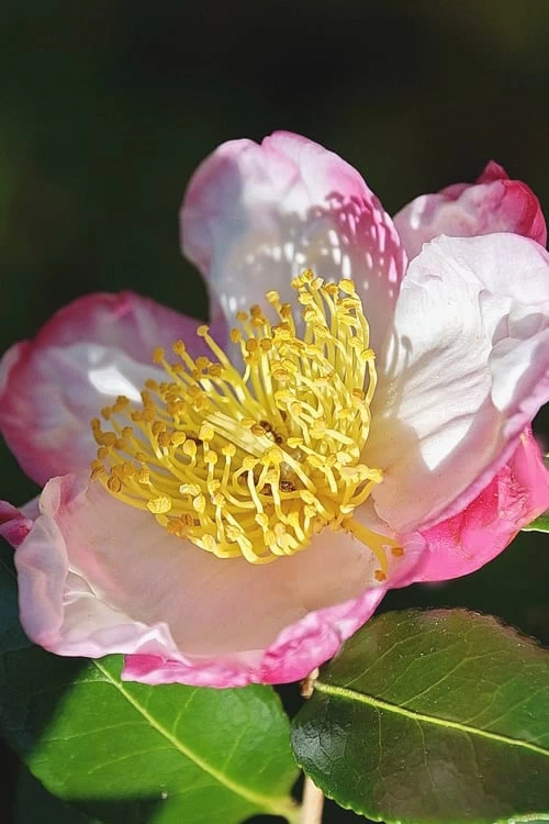 Apple Blossom Camellia Sasanqua - 1 Gallon Pot - Image 6