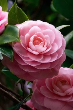 April Pink Cold Hardy Camellia Japonica - 1 Gallon Pot