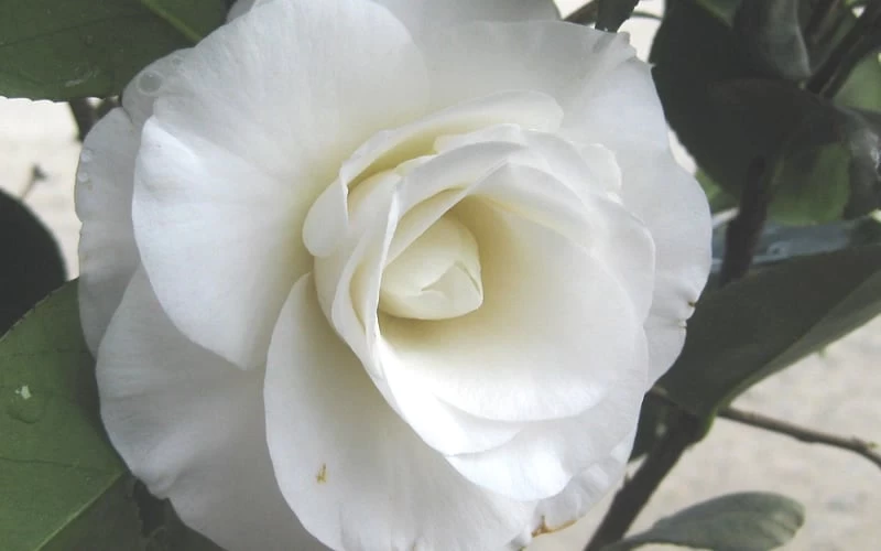 April Snow Camellia Japonica - 3 Gallon Pot - Image 6