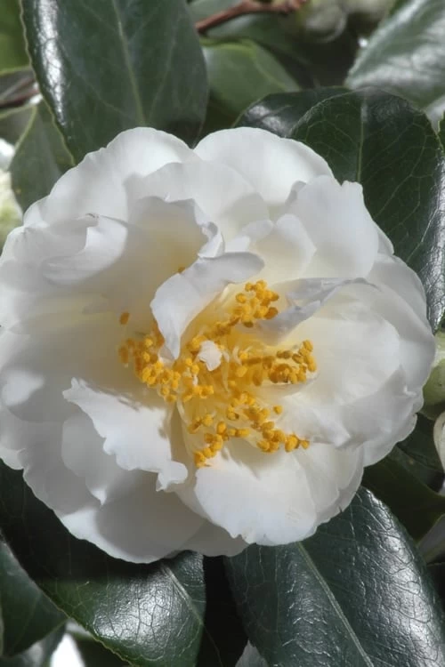 April Snow Camellia Japonica - 3 Gallon Pot - Image 4