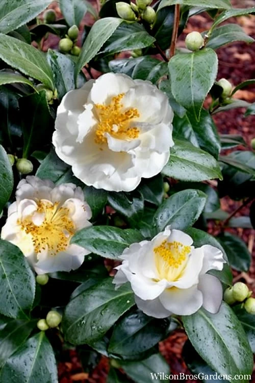 April Snow Camellia Japonica - 1 Gallon Pot - Image 5