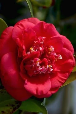 April Tryst Camellia Japonica - 3 Gallon Pot