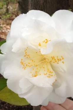 Bessie Battle Camellia Japonica - 3 Gallon Pot