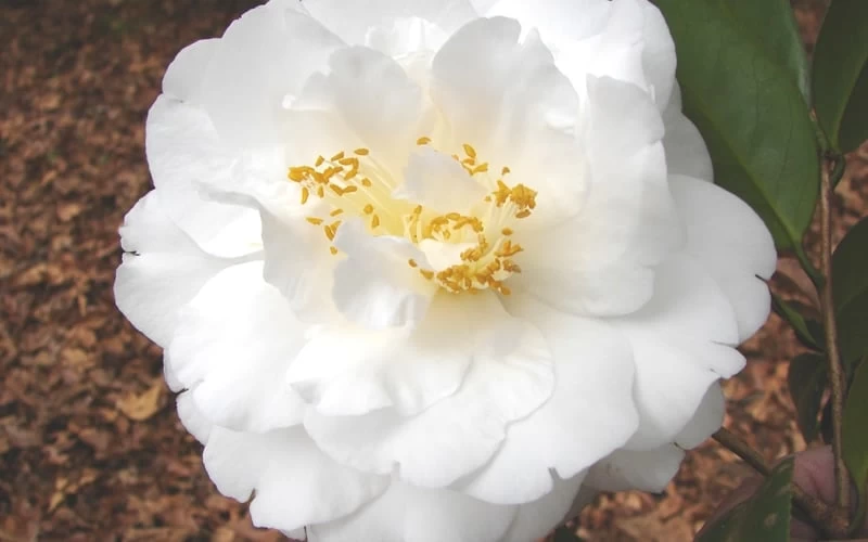 Bessie Battle Camellia Japonica - 3 Gallon Pot - Image 4