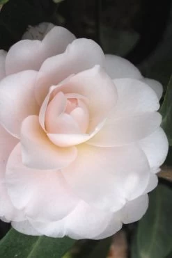 Goggy Camellia Japonica - 3 Gallon Pot