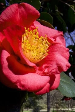 Greensboro Red Camellia Japonica - 3 Gallon Pot