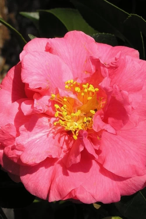 Maidens Of Great Promise Camellia - Japonica - 1 Gallon Pot - Image 4