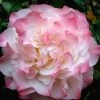 Nuccio's Jewel Camellia Japonica - 3 Gallon Pot