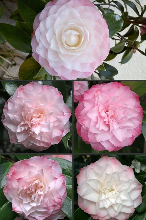 Nuccio's Pearl Camellia Japonica - 1 Gallon Pot - Image 4