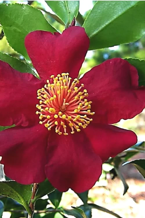 October Magic Crimson 'N Clover Camellia - 3 Gallon Pot