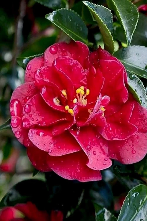 October Magic Ruby Camellia - 2 Gallon Pot - Image 4