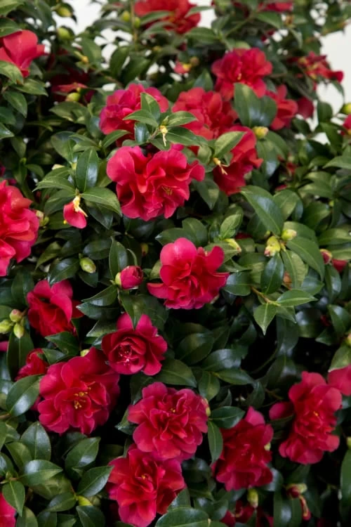 October Magic Ruby Camellia - 2 Gallon Pot - Image 5