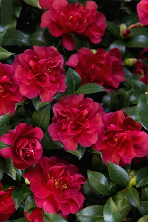 October Magic Ruby Camellia - 2 Gallon Pot - Image 6