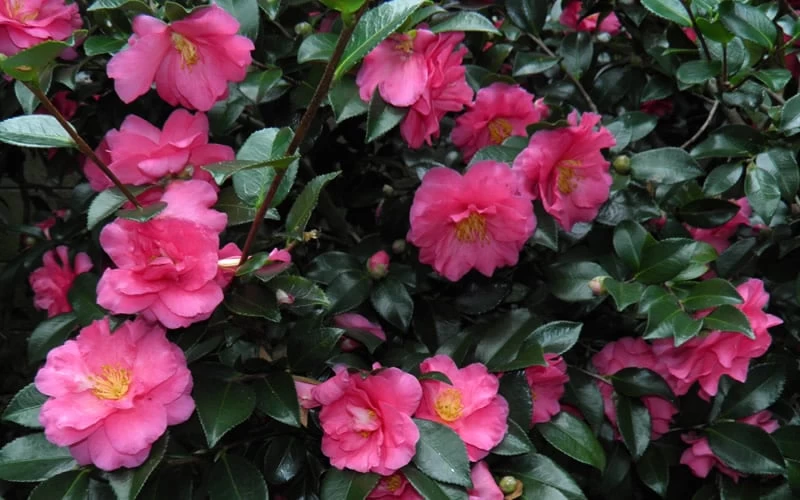 Shishi Gashira Dwarf Camellia Sasanqua - 7 Gallon Pot - Image 7