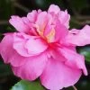 Sparkling Burgundy Camellia Sasanqua - 1 Gallon Pot