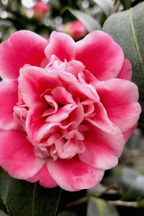 Tama Bambino Camellia Japonica - 3 Gallon Pot - Image 4