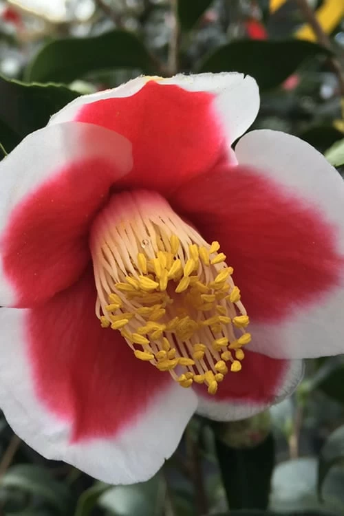 Tama No Ura Weeping Camellia Japonica - 1 Gallon Pot - Image 5