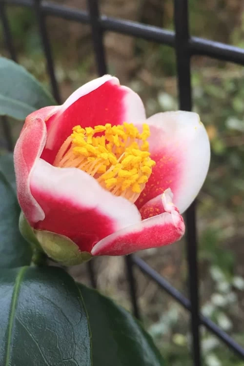 Tama No Ura Weeping Camellia Japonica - 1 Gallon Pot - Image 7