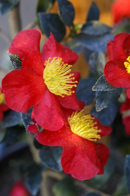 Yuletide Camellia Sasanqua - 3 Gallon Pot - Image 4