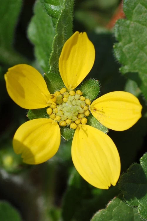 Chrysogonum Green And Gold (Goldenstar) - 5 Pack Of Pint Pots - Image 4