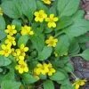 Chrysogonum Green And Gold (Goldenstar) - 5 Pack Of Pint Pots
