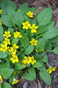 Chrysogonum Green And Gold (Goldenstar) - 5 Pack Of Pint Pots