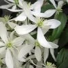 Snowdrift Evergreen Clematis Armandii - 5 Gallon Pot