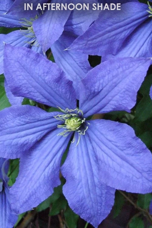 Rhapsody Clematis - 1 Gallon Pot - Image 6