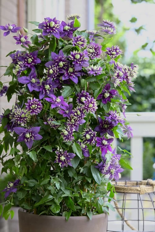 Taiga Clematis - 1 Gallon Pot - Image 4